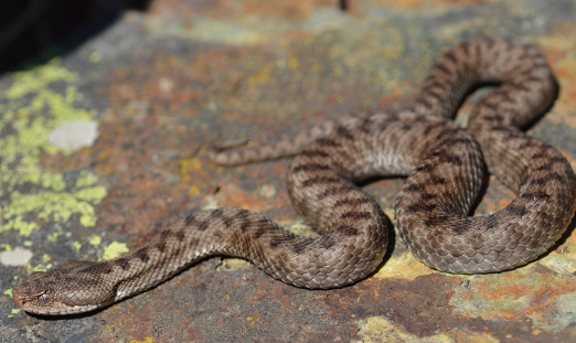 Serpientes Venenosas en españa, ¿Dónde Habita la Víbora Áspid o Áspid (Vipera aspis)?