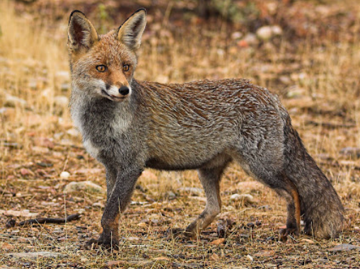 Comportamiento de los Zorros: Diferencias del Chacal Lobo y Zorro