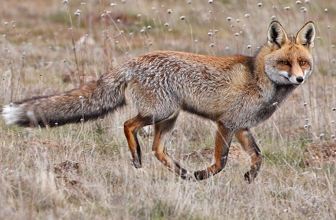 Características de los Zorros