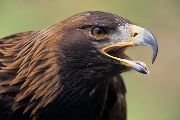 Águila Real en la Península Ibérica