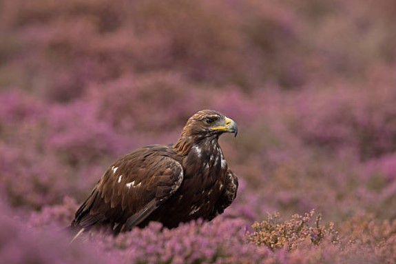 Conservación y Amenazas del Águila Real