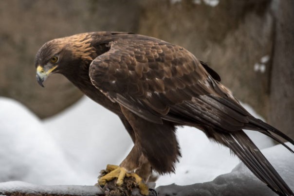 Águila Real en América