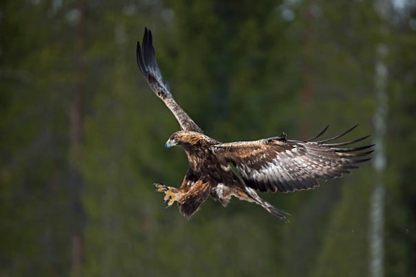 Simbología y Cultura del Águila Real