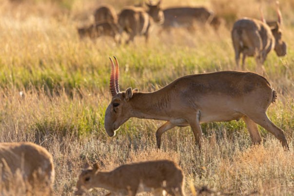 Antílope saiga en peligro