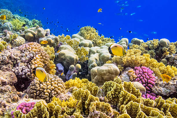 Los arrecifes de coral (Curiosidades de la Naturaleza)