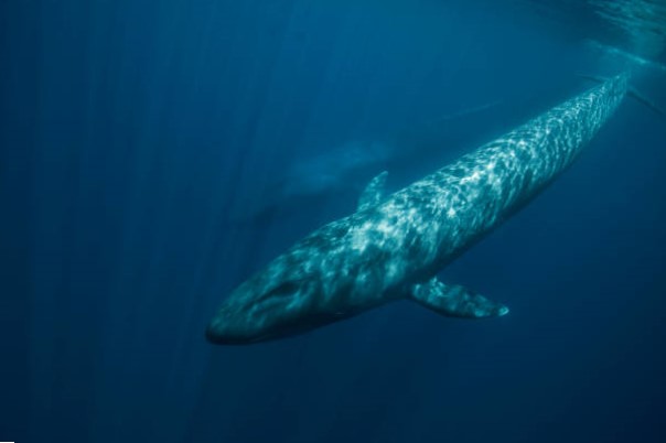 Ballena azul en peligro de extinción