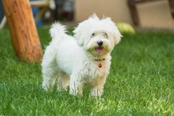 Razas de Perros Pequeños: Bichón Maltés