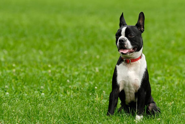 Razas de Pequeños Perros: Boston Terrier