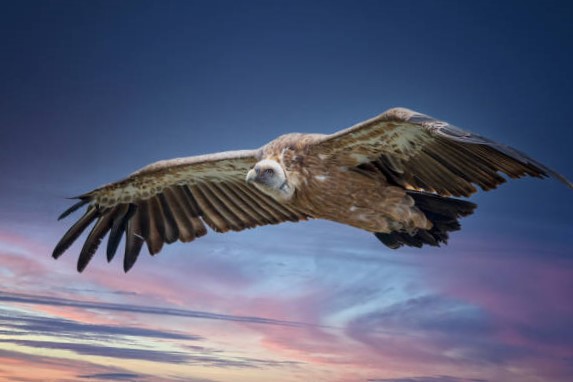 Importancia Ecológica y Cultural de las aves carroñeras