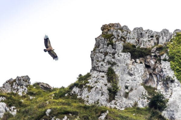 Proyectos de Conservación y Reintroducción del buitre leonado