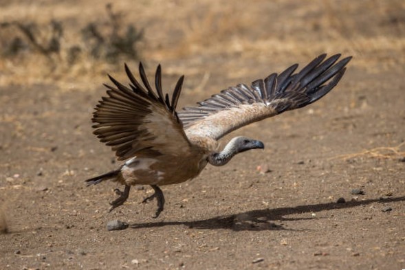 Amenazas y Desafíos Actuales de las Aves Carroñeras