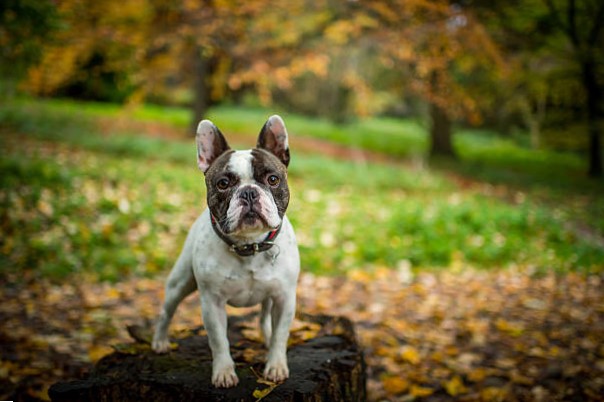 Razas de Pequeños Perros: Bulldog Francés