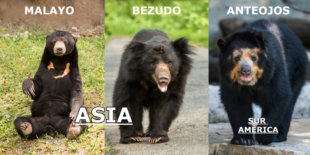 Diferencias entre el Oso de Anteojos, Oso Malayo y Oso Bezudo