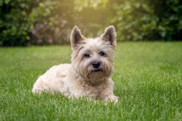 Perros pequeños de raza: Cairn Terrier