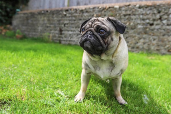 Razas de Pequeños Perros: Carlino