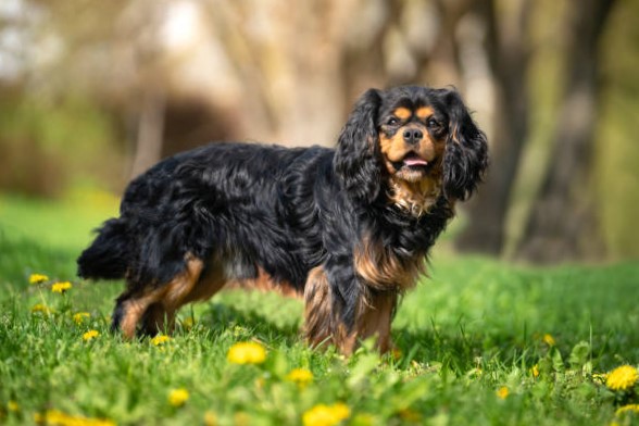 Perros pequeños de raza: Cavalier King Charles Spaniel