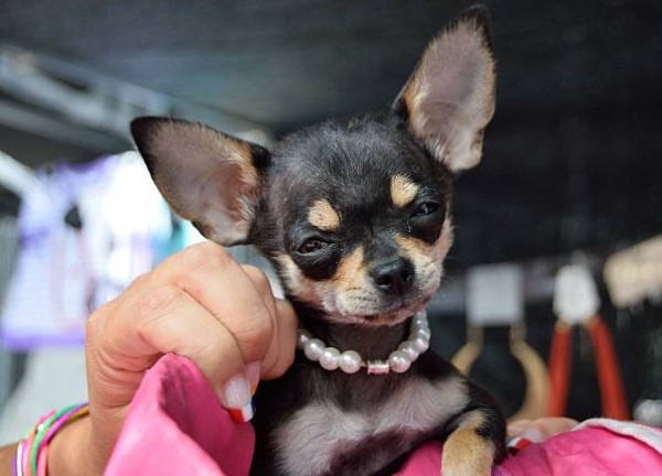 Razas de Perros Pequeños: Chihuahua