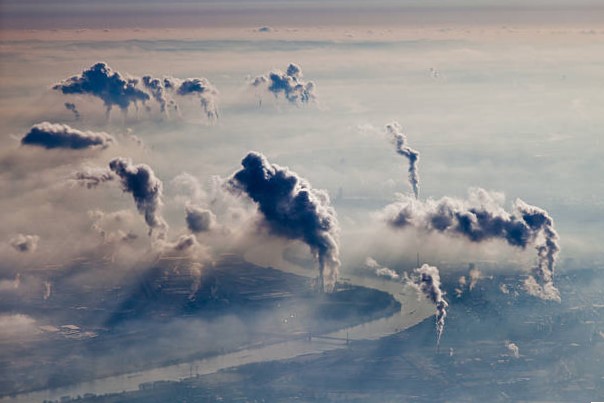 La contaminación como una de las causas de los animales en peligro de extinción