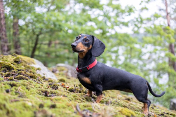 Razas de Perros Pequeños: Dachshund