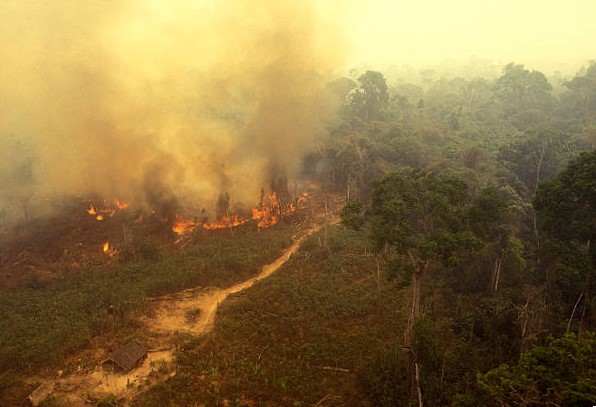 Causas Principales de la Extinción de los Animales en Peligro