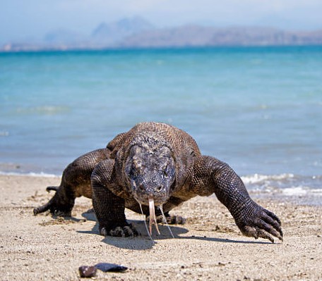 El Dragón de Komodo: El Gigante de Indonesia