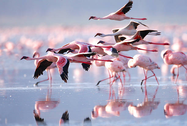 Características Físicas y Adaptaciones Únicas de los Flamencos