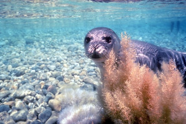 foca monje