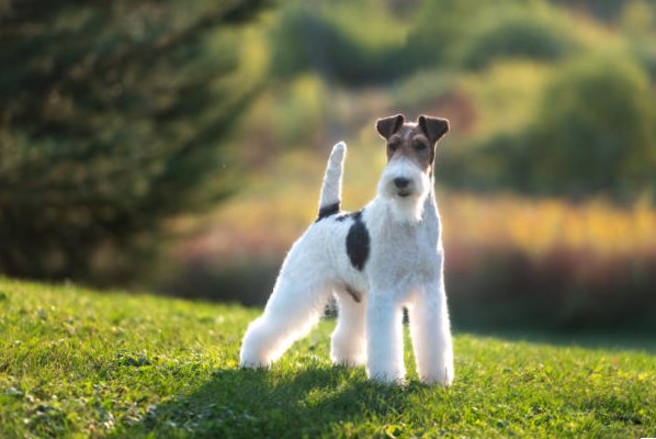 Razas de Pequeños Perros: Fox Terrier