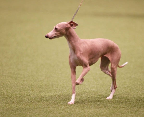 Razas de Perros Pequeños: Galgo Italiano