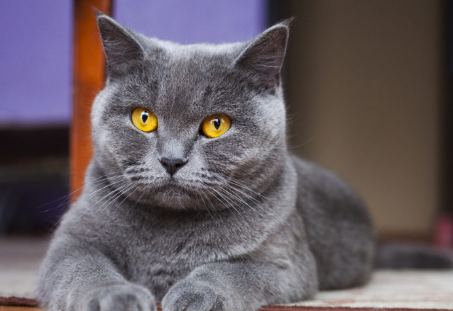 Gato British Shorthair