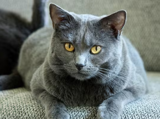 Gato Chartreux