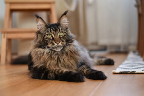 Gato Maine Coon