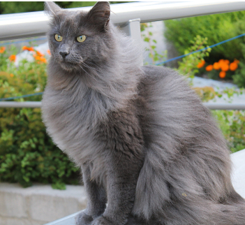 Gato Nebelung