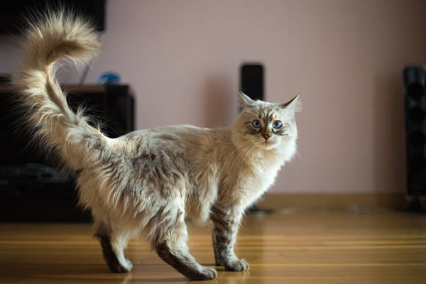 Gato Ragdoll