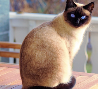 Raza de gato: Siamés