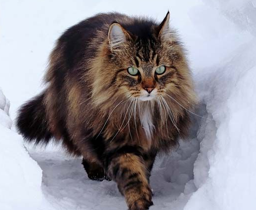 Gato Bosque de Noruega