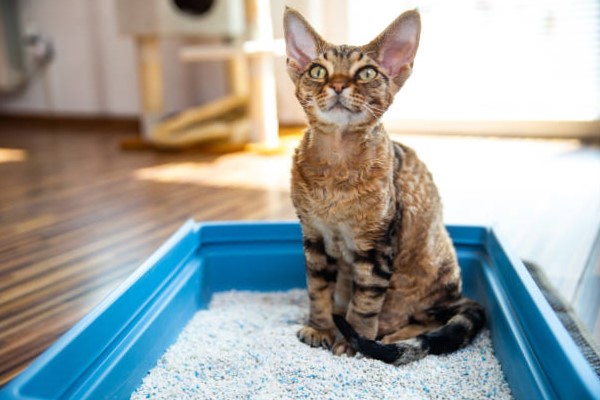 Razas de Gato: Devon Rex