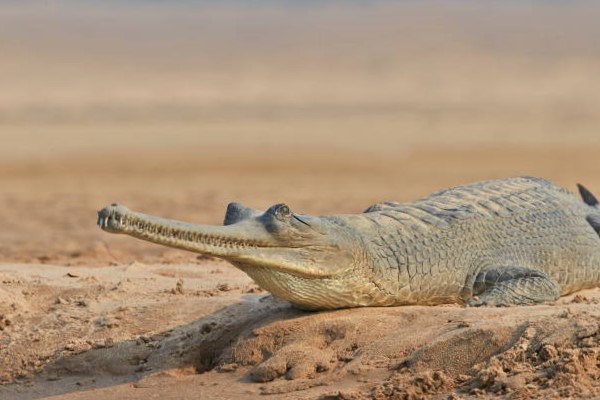 Gavial indio en peligro de extinción