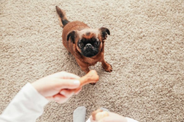 Perros pequeños de raza: Grifón de Bruselas