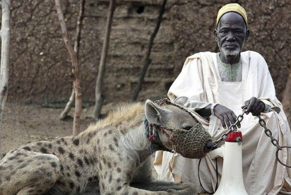 Los Hombres Hiena: Mitos y Realidades de una Leyenda Africana