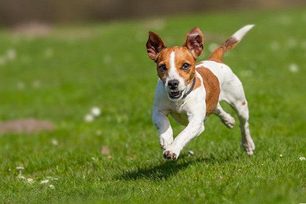 Razas de Perros Pequeños: Jack Russell Terrier