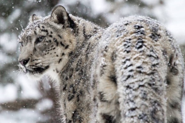 Leopardo de las nieves en peligro de extinción