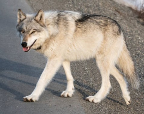 El Lobo de Alaska: Guardián de los Grandes Paisajes del Norte