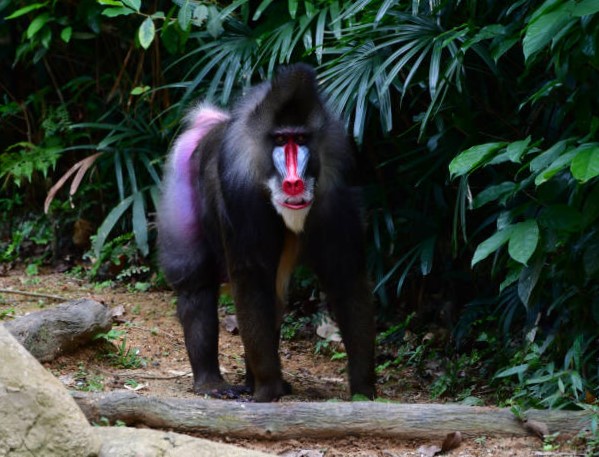 Mandril en peligro de extinción