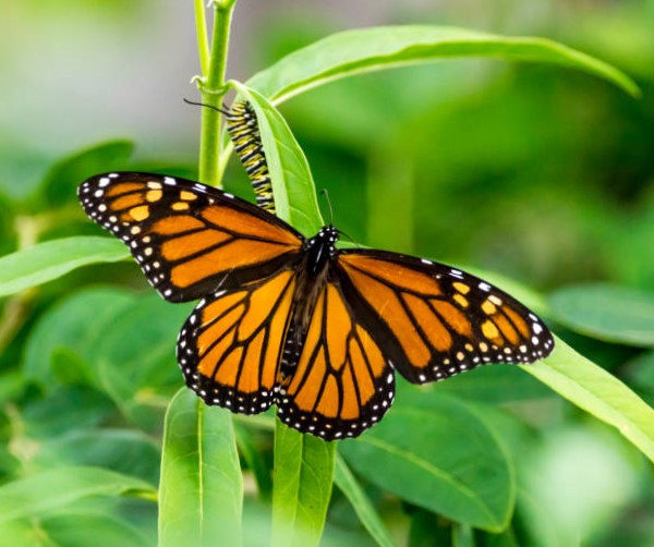 Mariposa monarca en peligro de extinción