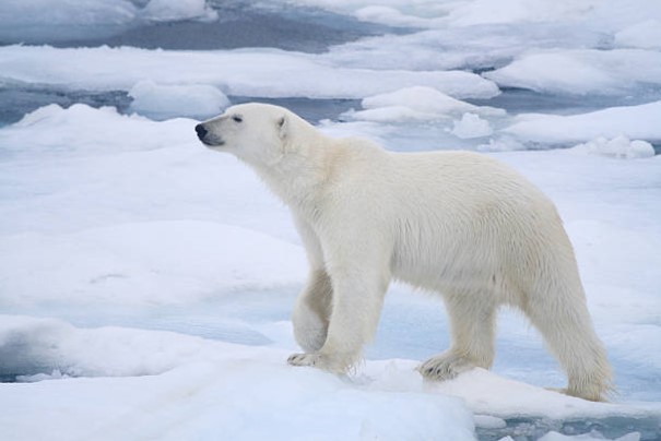 Oso Polar (Ursus maritimus)