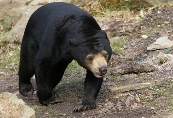 Oso Malayo (Helarctos malayanus) 10 tipos de osos