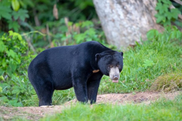 Oso Malayo (Helarctos malayanus) 