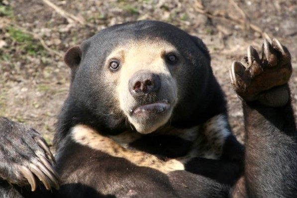 Diferencias entre el Oso de Anteojos, Oso Malayo y Oso Bezudo: 3 de los 10 tipos de osos