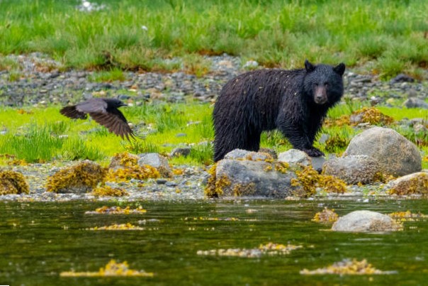 Oso Negro Americano (Ursus americanus) 